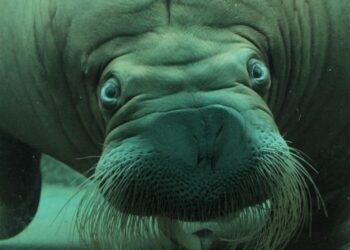 Probleem rondom verhuizing Dolfinarium-dieren naar China: geen contact meer