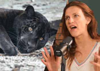 Populaire podcastmakers twijfelen over toekomst dierentuinen: ‘Jaguar in Artis zit in klein kooitje’