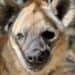 Bijna alle hyena’s overleden in Diergaarde Blijdorp