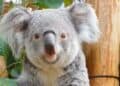 Bijzondere primeur voor Ouwehands Dierenpark: eerste koala ooit geboren in Nederland