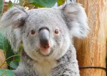 Bijzondere primeur voor Ouwehands Dierenpark: eerste koala ooit geboren in Nederland
