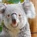 Bijzondere primeur voor Ouwehands Dierenpark: eerste koala ooit geboren in Nederland