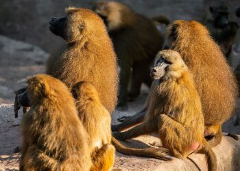 Duitse dierentuin gesloten omdat bavianen dood moesten worden gemaakt