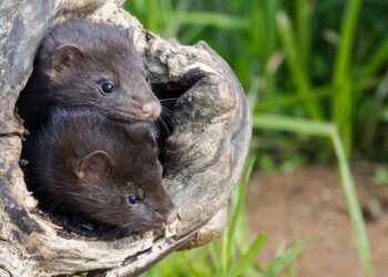 Nieuw verbod op veelgehouden dierentuindieren: ‘Ze brengen ziekten en plagen over’