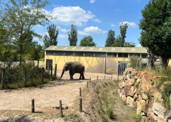 Eindhoven Zoo koopt nieuw stuk grond en werkt aan andere parkindeling