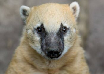 Laatste neusberen dood in ZooParc Overloon: soort uit de collectie