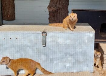 Dierenpark in Drenthe blijft het hele jaar gesloten, meeste dieren vertrokken