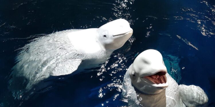 Beeld: SEA LIFE TRUST Beluga Whale Sanctuary
