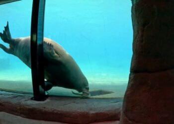 Dolfinarium mag walrus weer laten blubberen, maar stapt alsnog naar de rechter