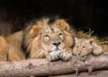 Aziatische leeuw eet eigen welp op in Duitse dierentuin: ‘Geen resten gevonden’