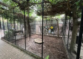 Avifauna past tropische kas op verschillende plekken aan: nieuwe verblijven