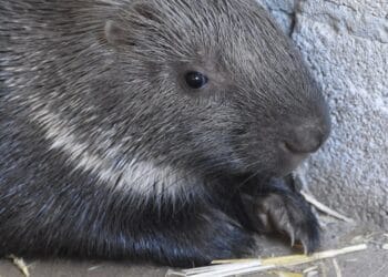 Stekelvarkens gestolen uit dierentuin: ‘Waarschuw de politie!’