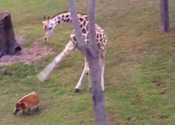 Giraffe deelt keiharde trap uit aan penseelzwijn in dierentuin