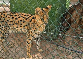 Politie neemt grote privécollectie exotische dieren in beslag: vijftig diersoorten