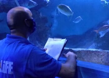 Sea Life Scheveningen sluit vanaf morgen voor lange tijd: grote verbouwing