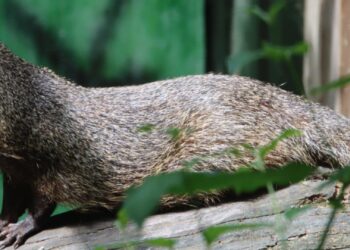 Zuid-Hollands dierenpark haalt opnieuw unieke diersoort naar Nederland: ‘Exclusief bij ons te bewonderen’