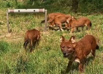 Introductie van rode honden gaat mis in Brabants dierenpark: fatale afloop