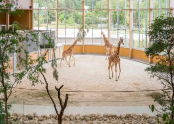 Grootste project ooit voor Franse dierentuin: Afrikaans gebied met giraffen en nijlpaarden