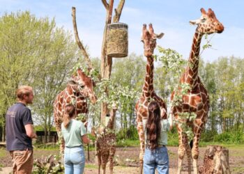Exclusieve dierentuinervaring dit jaar uitverkocht: bijna 200 euro per persoon