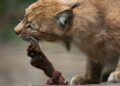 Opvallende oproep: dierentuin zoekt huisdieren om aan roofdieren te voeren