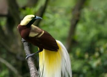 Vogelpark Avifauna gaat tropische kas verbouwen voor zeldzame vogels
