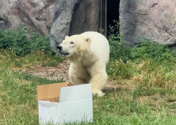 Misgroeide ijsbeer Antonia gestorven: oudste in Europese dierentuin