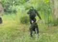 Gorilla’s uit Burgers’ Zoo omzeilen stroomdraad en klimmen op creatieve wijze boom in