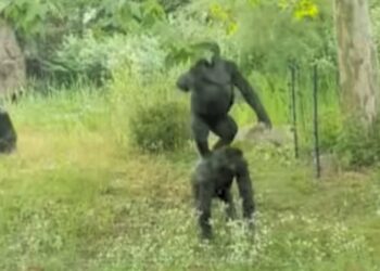 Gorilla’s uit Burgers’ Zoo omzeilen stroomdraad en klimmen op creatieve wijze boom in