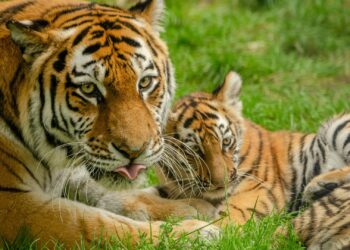 Tijger laat haar pasgeboren jongen in de steek: drie welpjes geëuthanaseerd