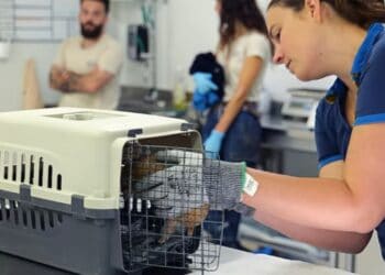 Wereldprimeur: voor het eerst albino kogelgordeldier geboren in dierentuin