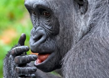 Bekende dierentuin verzamelt vingerafdrukken van bezoekers: overheid grijpt in