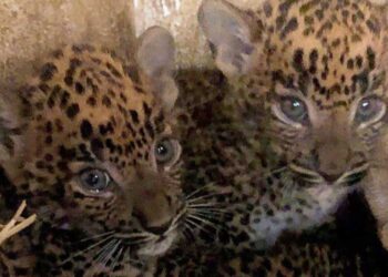 Schaduwkant aan pantergeboortes in Brabants dierenpark: inteelt en onenigheid