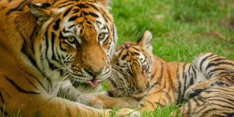 Afbeelding ter illustratie