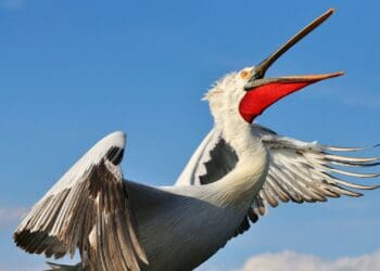 Blijdorp werkt mee met vrijlaten van pelikanen in Nederland: ‘Plannen liggen bij de autoriteiten’