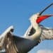 Blijdorp werkt mee met vrijlaten van pelikanen in Nederland: ‘Plannen liggen bij de autoriteiten’