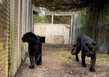 Nieuwe panters in populairste dierentuin van de Benelux komen van dubieuze fokker