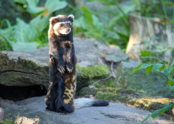 Gevlekte bunzing uitgestorven in Europese dierentuinen: laatste dier overleden