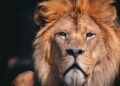 Duitse dierentuin neemt maatregel om uitgestorven berberleeuw te behouden