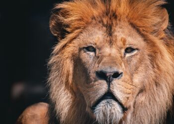 Duitse dierentuin neemt maatregel om uitgestorven berberleeuw te behouden