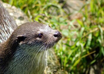 Nederland is een dierentuin rijker, maar bezoekers zullen het niet merken