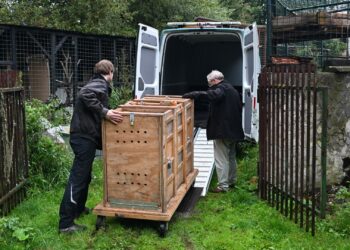Er komen weer poema’s in een Nederlandse dierentuin: twee dieren onderweg