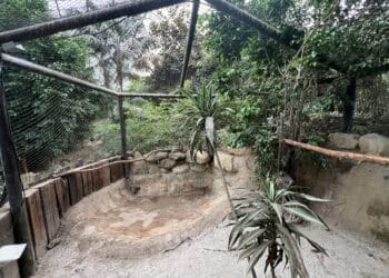 Lege verblijven in tropenhal van Limburgs dierenpark: dit gaat er veranderen