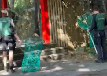 Rode panda breekt uit verblijf in DierenPark Amersfoort