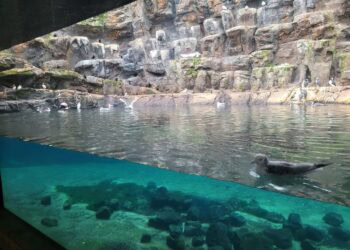 Dit verblijf in Blijdorp heeft plots meer inwoners: grote smokkelvangst