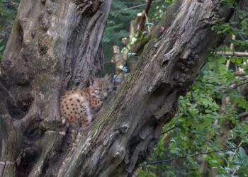 Eindhoven Zoo brengt eerder ontsnapte lynx naar opvallende bestemming