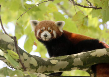 Artis is klaar met verbouwing voormalig apenverblijf: rode panda losgelaten