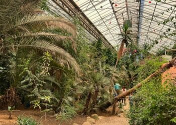 Grijze bananeneter mogelijk ontsnapt uit tropische kas van Limburgs dierenpark