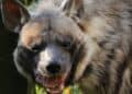 Brabants dierenpark neemt massaal afscheid van dieren, maar zeldzame hyenasoort mag blijven