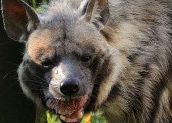 Brabants dierenpark neemt massaal afscheid van dieren, maar zeldzame hyenasoort mag blijven