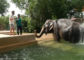 Ophef rond privédierentuin van Indiase miljardairsfamilie: louche dierenhandel met Duitser